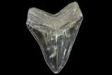 Serrated, Fossil Megalodon Tooth - Huge Meg Tooth #108842-2